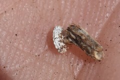 Arctorthezia pseudoccidentalis