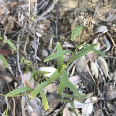 Baccharis plummerae plummerae