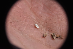 Arctorthezia pseudoccidentalis