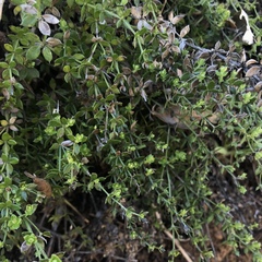 Galium cliftonsmithii