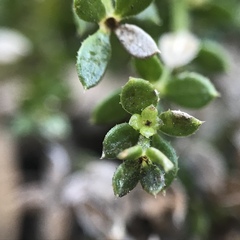 Galium cliftonsmithii