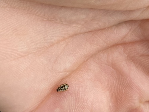 Marsh Lady Beetle photo 4