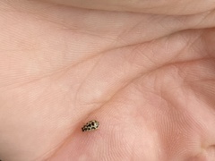 Anisosticta bitriangularis