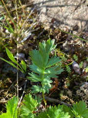 Potentilla drummondii