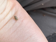 Anisosticta bitriangularis