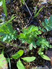 Potentilla drummondii