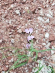 Hesperidanthus linearifolius