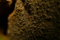 Androniscus dentiger