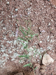 Hesperidanthus linearifolius