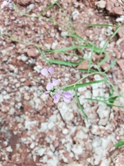 Hesperidanthus linearifolius