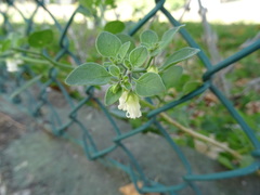 Salpichroa origanifolia