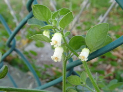 Salpichroa origanifolia