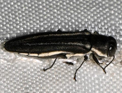 Agrilus bilineatus