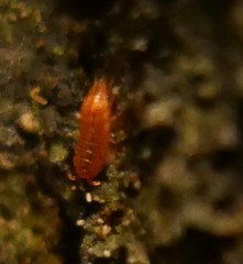 Androniscus dentiger