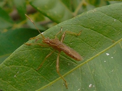 Burtinus notatipennis