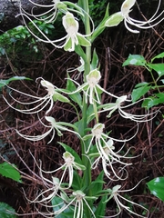 Habenaria lucaecapensis