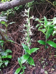 Habenaria lucaecapensis