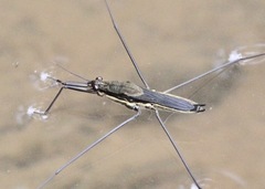 Aquarius conformis