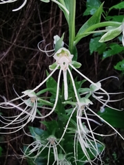 Habenaria lucaecapensis