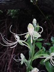 Habenaria lucaecapensis