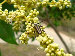 Sphaenothecus maccartyi