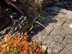 Mystacides interjectus