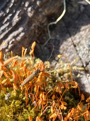 Mystacides interjectus