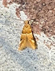 Theisoa constrictella