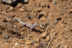 Liolaemus atacamensis