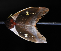 Dirphiopsis trisignata