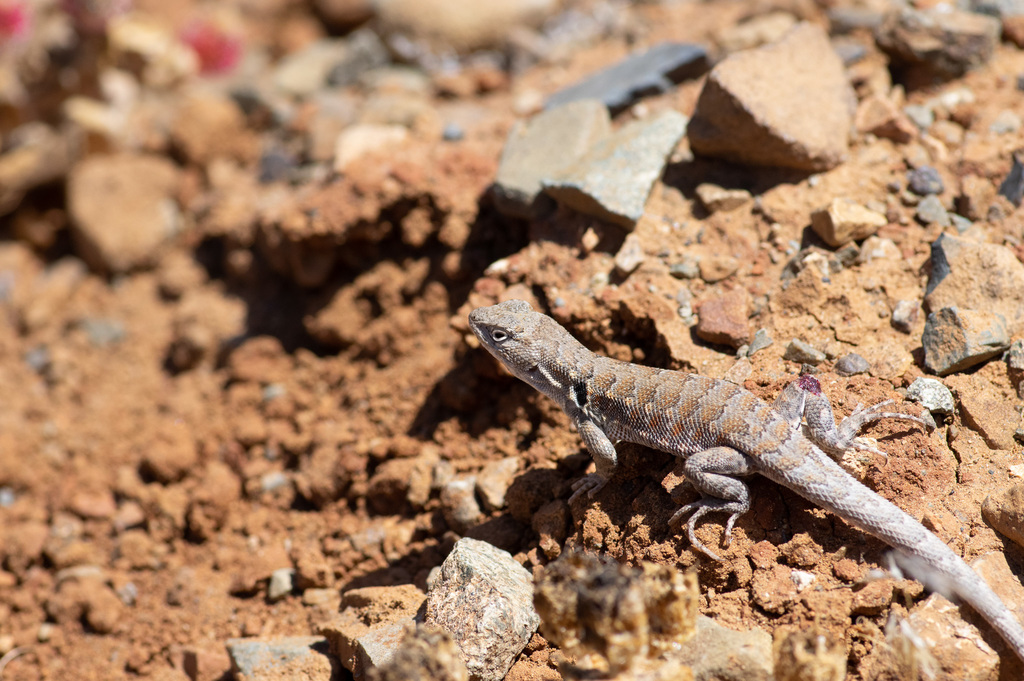 Common Atacama Smooth-Throated Lizard