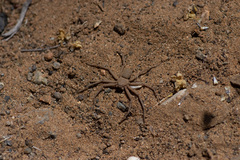 Sicarius thomisoides