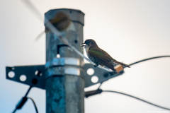 Chrysococcyx lucidus layardi