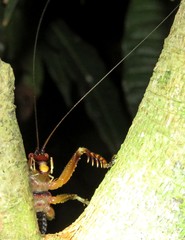 Listroscelidinae