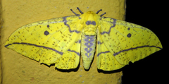 Eacles imperialis magnifica
