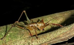 Listroscelidinae