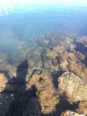 Leathesia marina