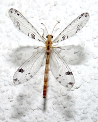 Dendroleon pantherinus