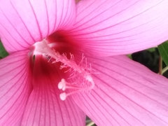 Hibiscus lasiocarpos