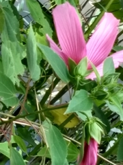 Hibiscus lasiocarpos