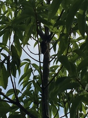 Cryptotympana facialis