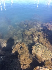 Leathesia marina
