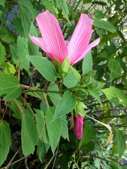 Hibiscus lasiocarpos