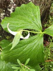 Trillium erectum erectum