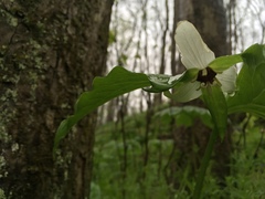 Trillium erectum erectum