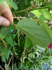 Hibiscus lasiocarpos