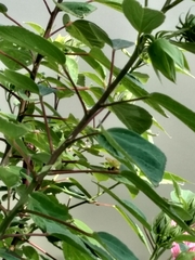 Hibiscus lasiocarpos