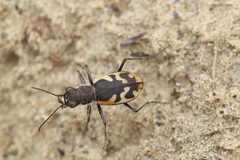 Cicindela formosa