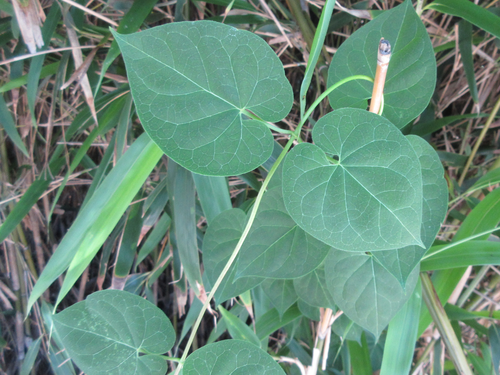 Cynanchum wilfordii iNat (3)