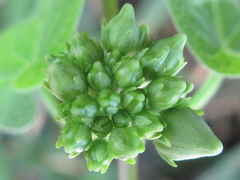 Cynanchum wilfordii